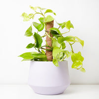 Pothos 'Goldilocks' (Epipremnum aureum)