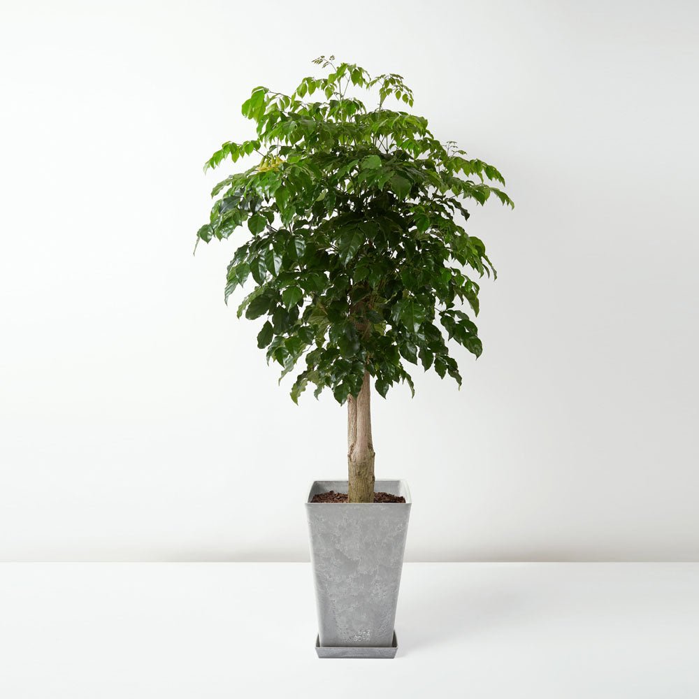 Goldilocks (Radermachera hainanensis) - Ladybird Nursery