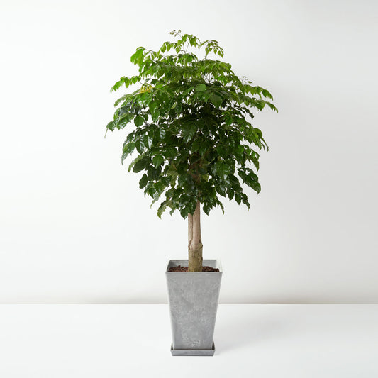 Goldilocks (Radermachera hainanensis)