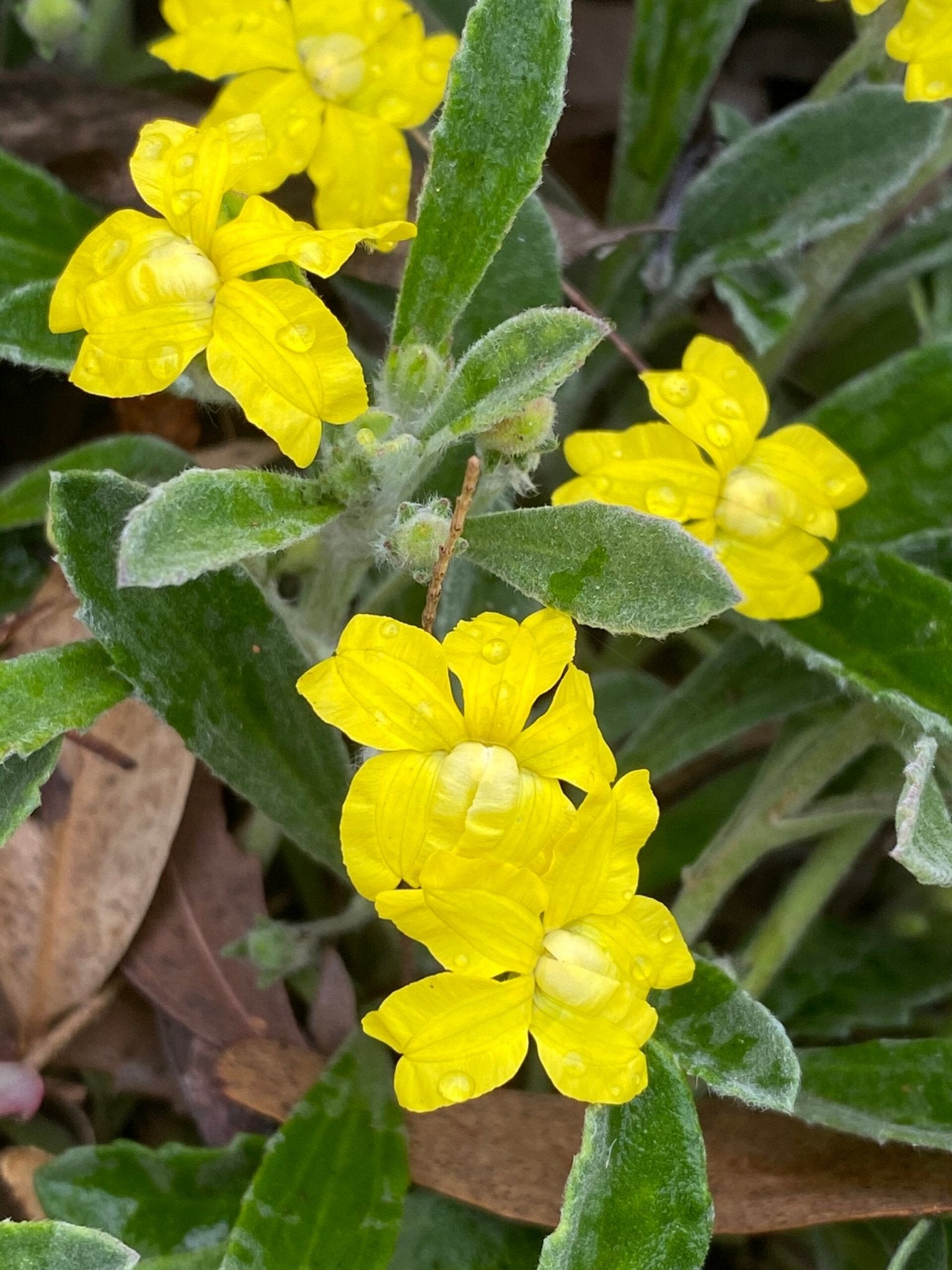 Goodenia Mallee Bonza - Ladybird Nursery