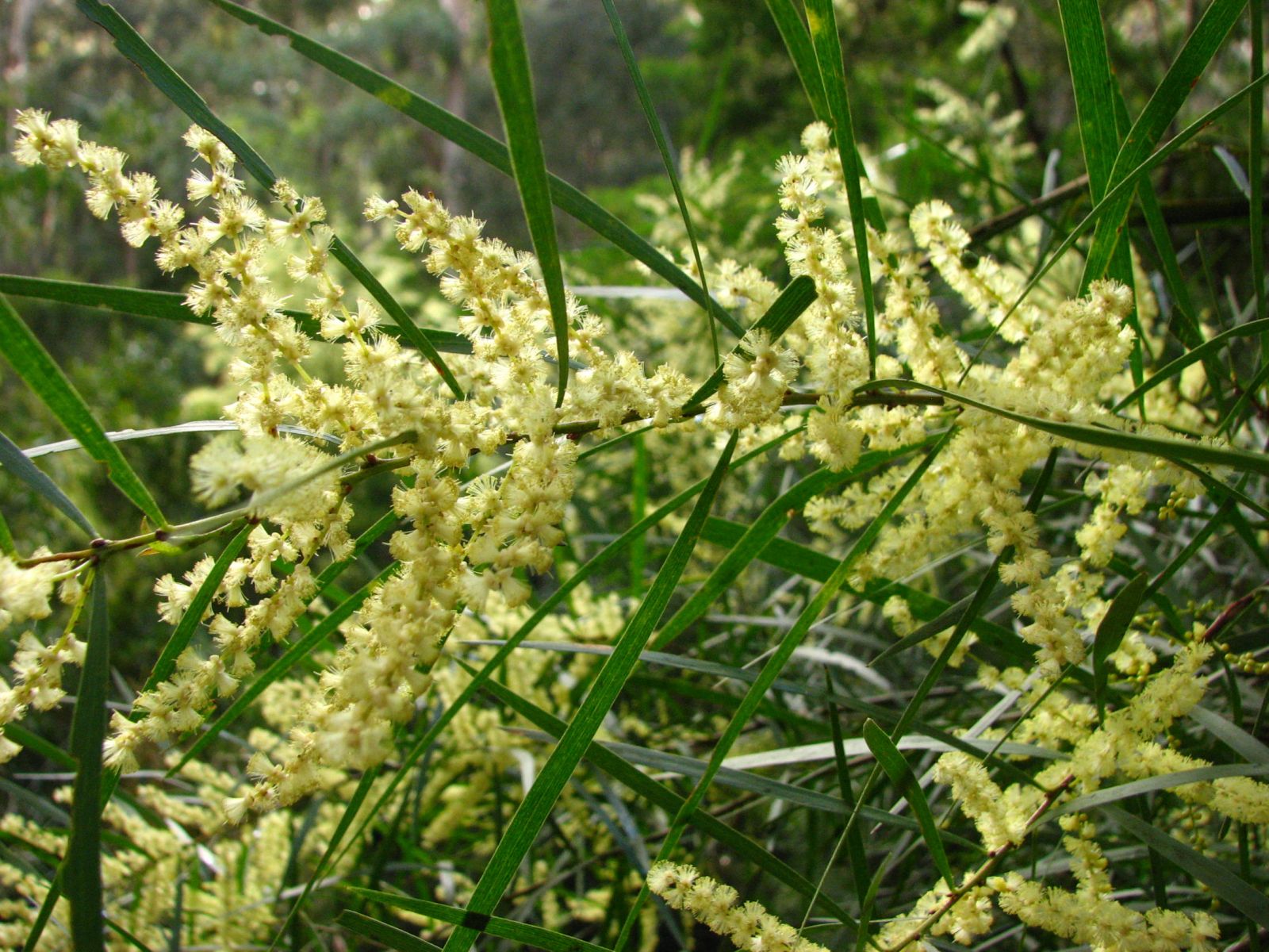 Gossamer Wattle (Acacia floribunda)