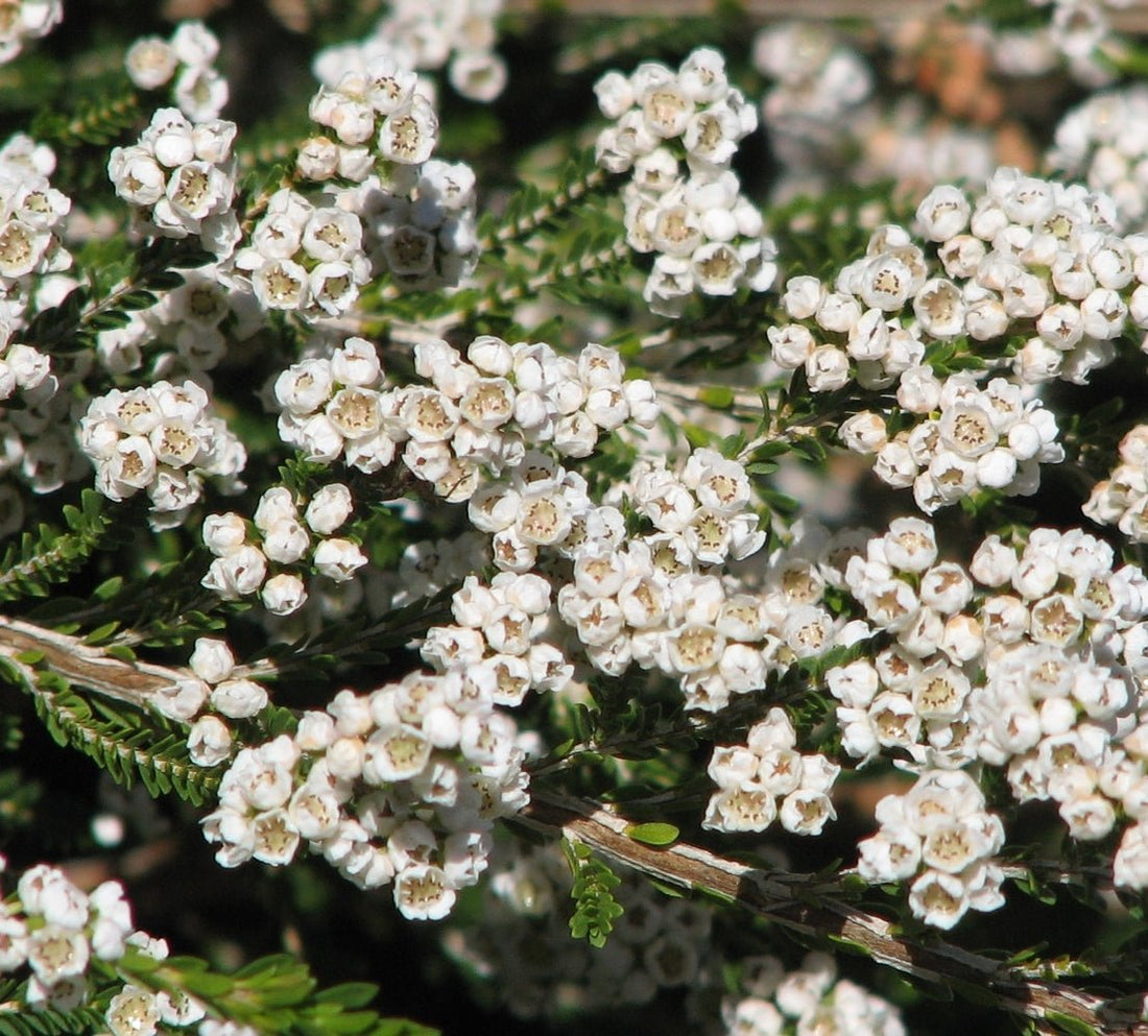 Grampians Thryptomene (Thryptomene saxicola) - Ladybird Nursery