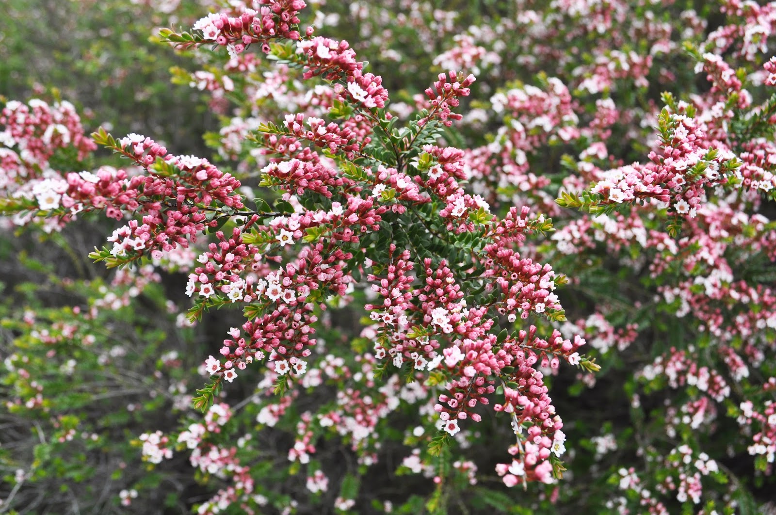 Grampians Thryptomene F.C. Payne (Thryptomene saxicola)