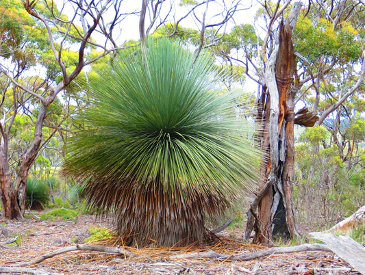 Grass Tree (Xanthorrhoea latifolia)