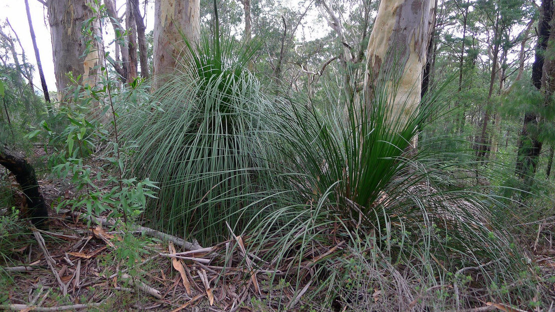 Grass Tree seed grown (Xanthorrhoea latifolia) - Ladybird Nursery