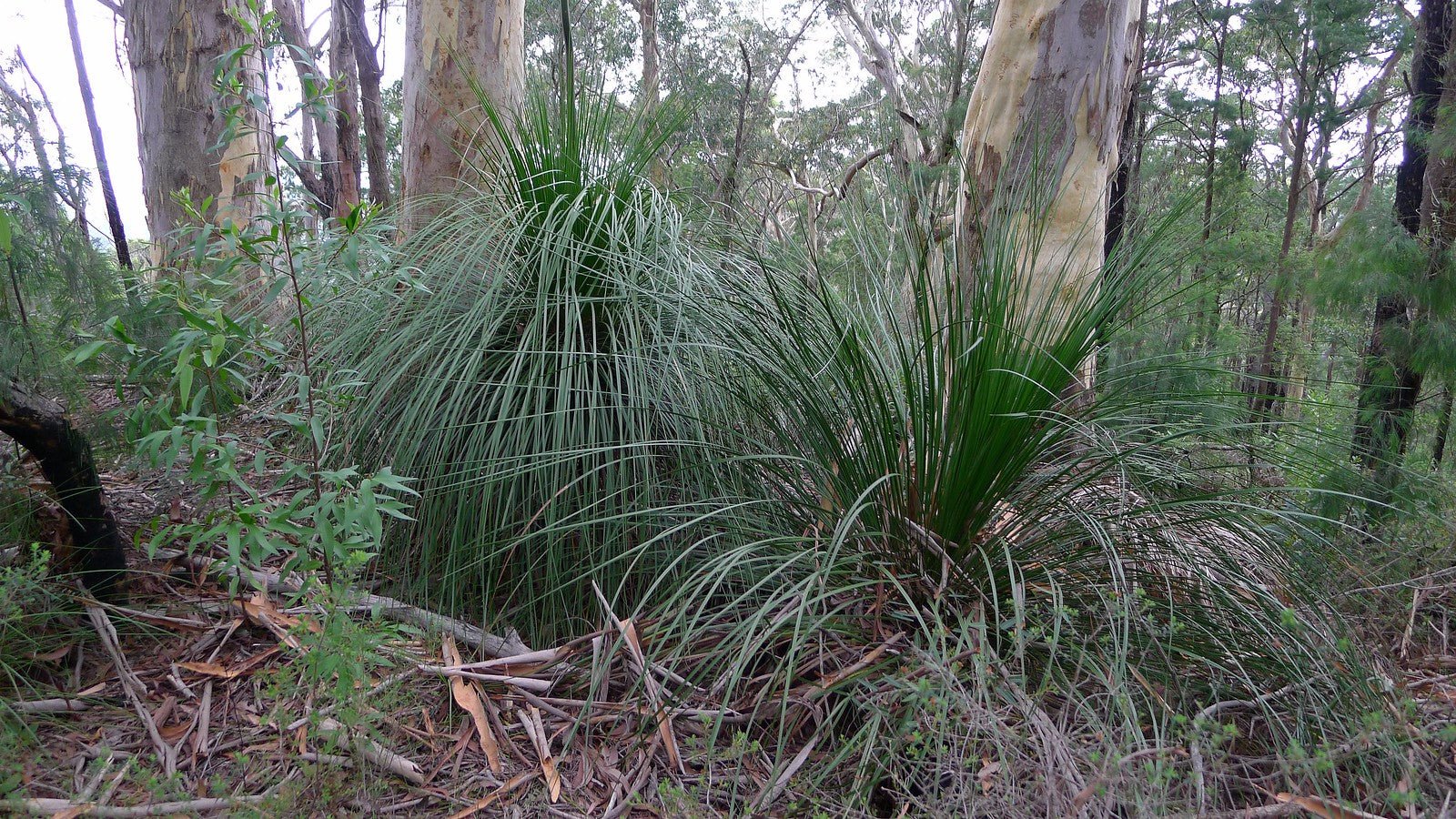Grass Tree seed grown (Xanthorrhoea latifolia) - Ladybird Nursery