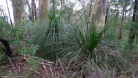 Grass Tree seed grown (Xanthorrhoea latifolia)