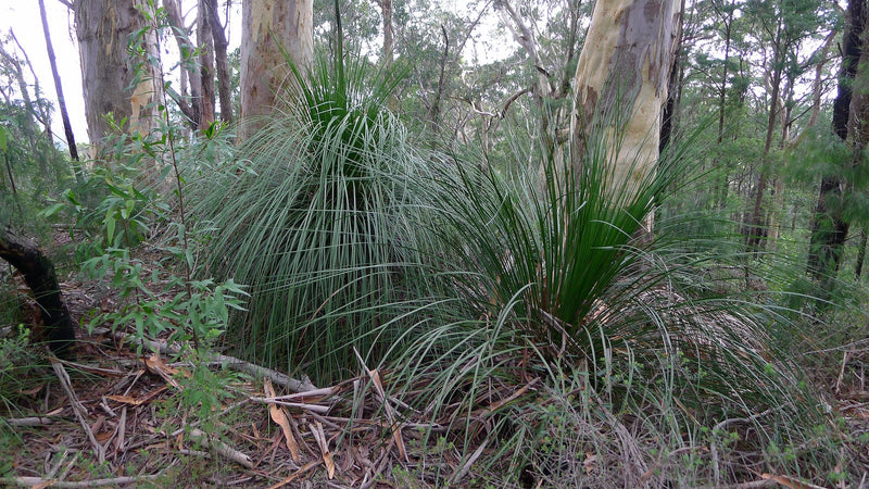 Grass Tree seed grown (Xanthorrhoea latifolia)