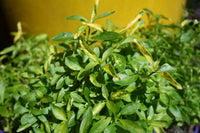 Green and Gold Alternanthera (Alternanthera)