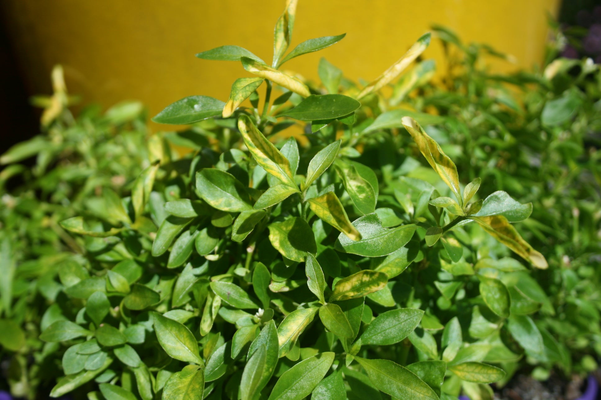 Green and Gold Alternanthera (Alternanthera) - Ladybird Nursery