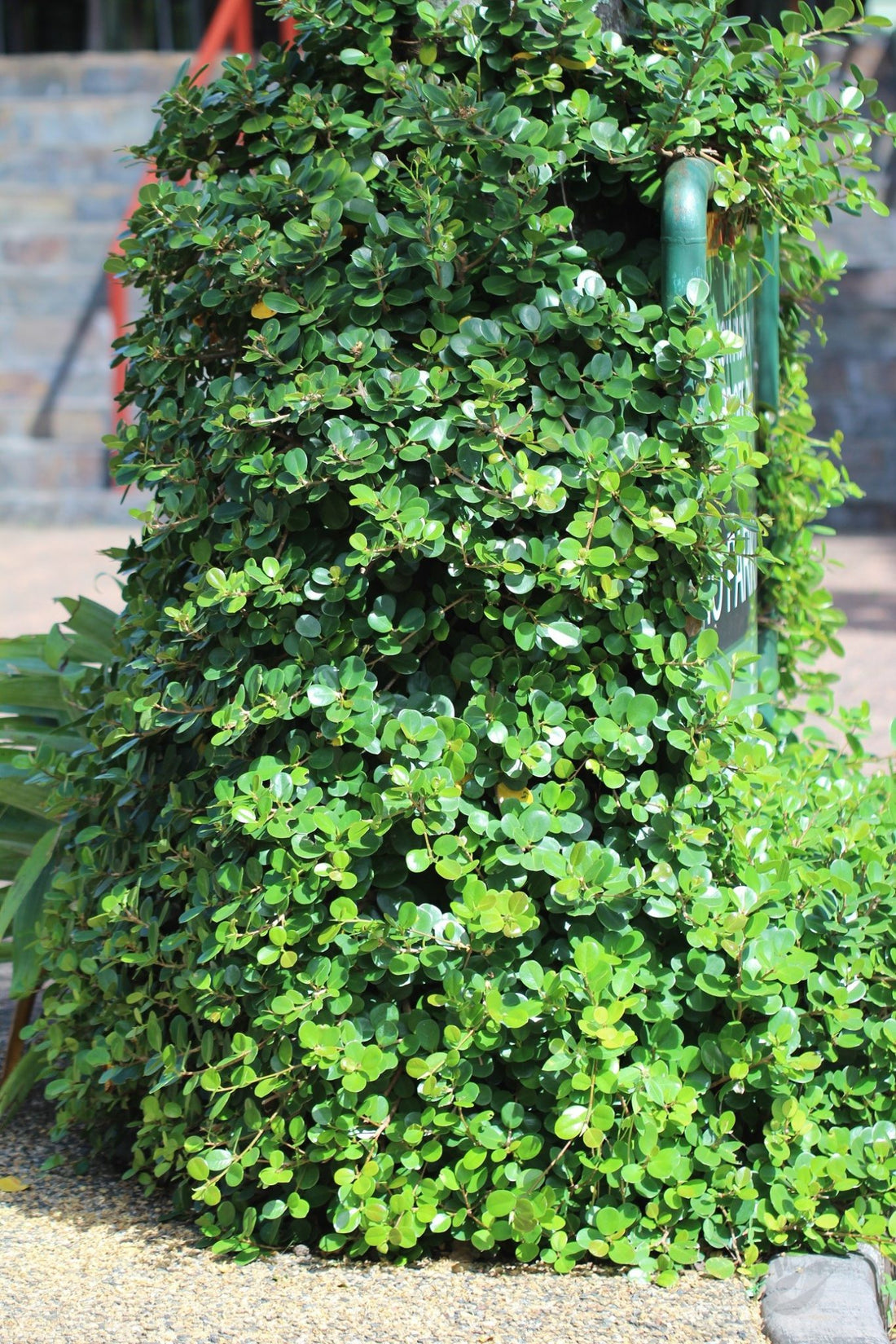 Green Island Fig (Ficus microcarpa) - Ladybird Nursery