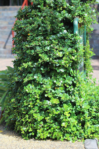 Green Island Fig (Ficus microcarpa)