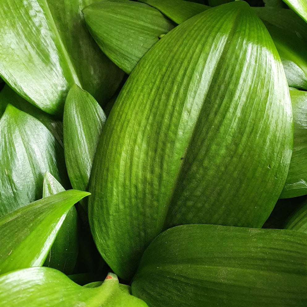 Green Lily Supreme (Caliphruria subedentata)