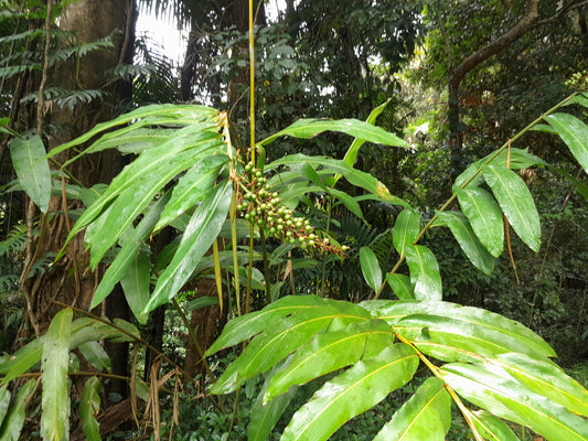 Green Native Ginger (Alpinia caerulea)