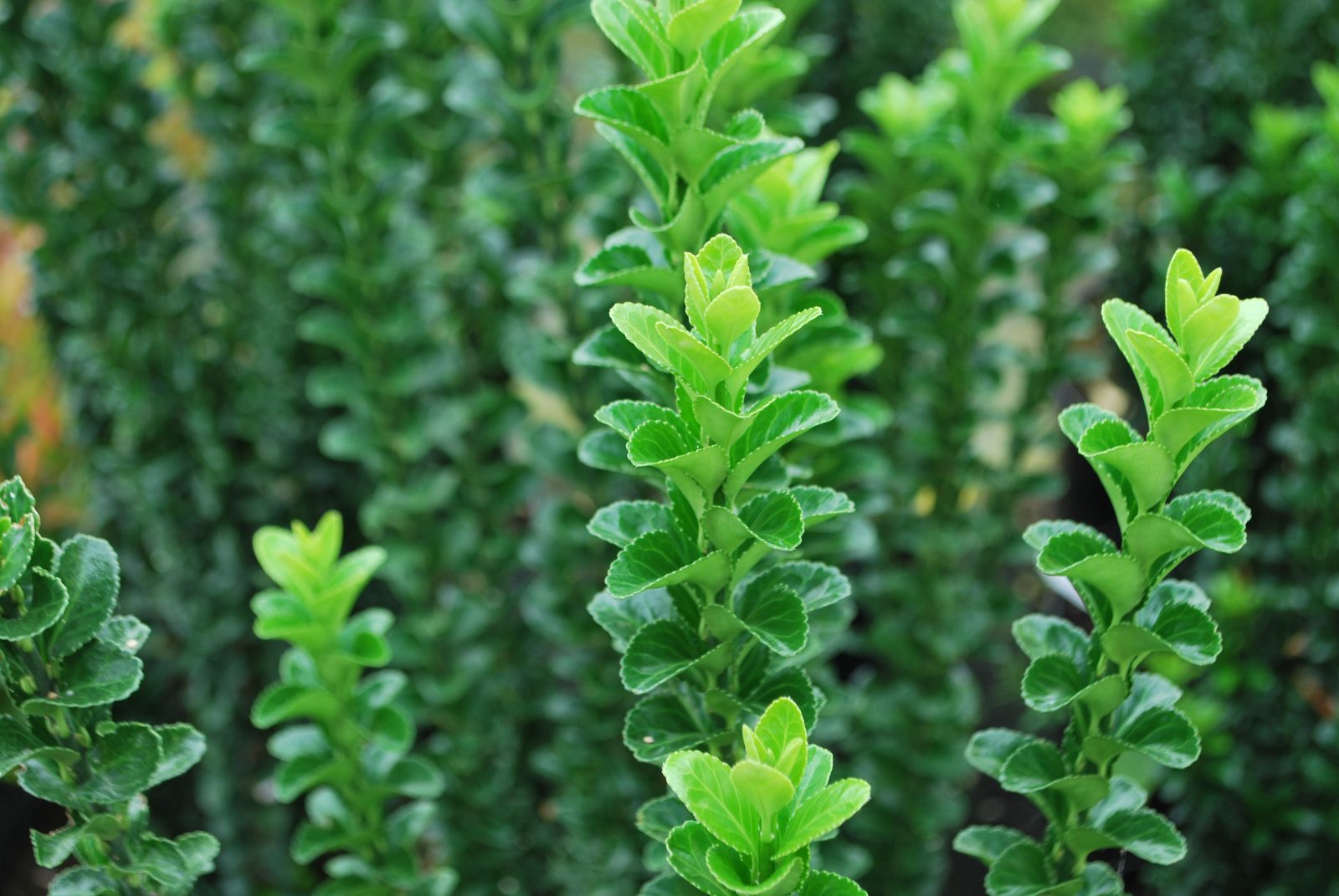 Green Rocket Spindle (Euonymus japonicus) - Ladybird Nursery