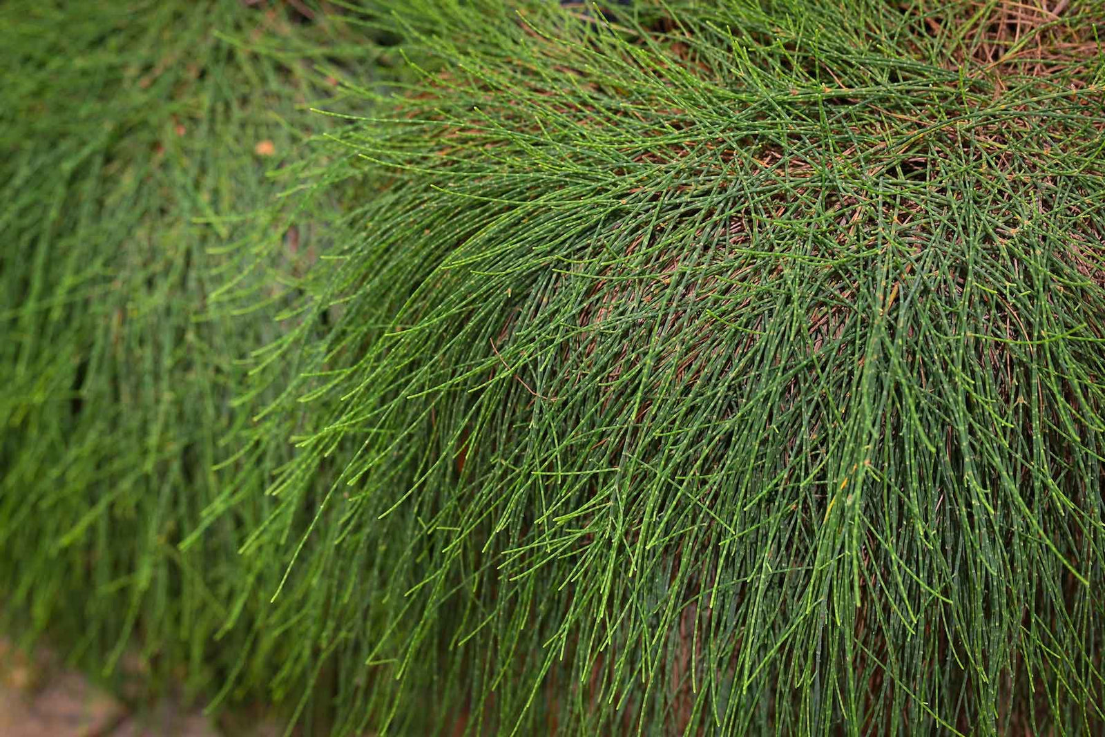 Green Wave (Casuarina glauca) - Ladybird Nursery