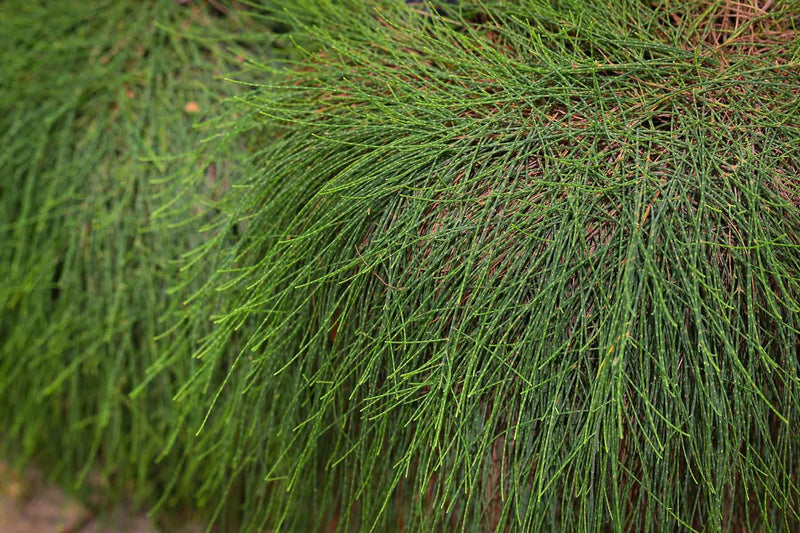 Green Wave (Casuarina glauca)