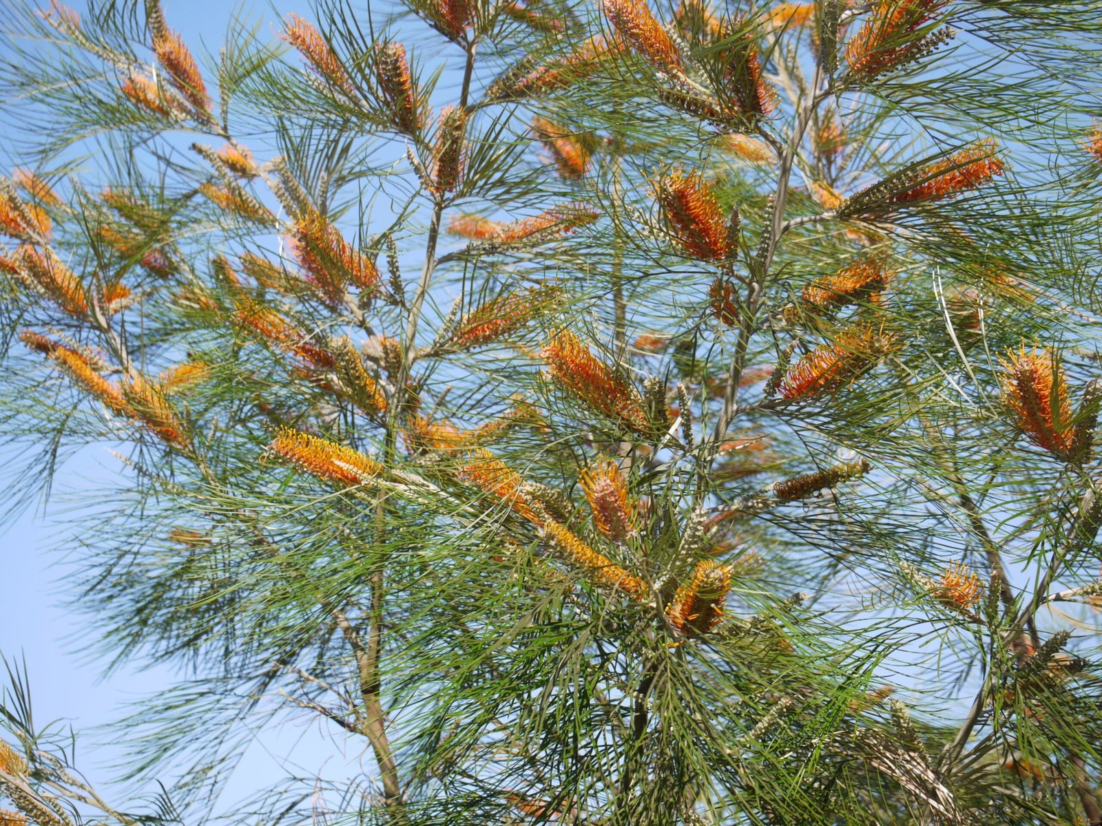 Grevillea (Grevillea pteridifolia) - Ladybird Nursery