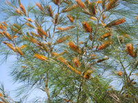 Grevillea (Grevillea pteridifolia)