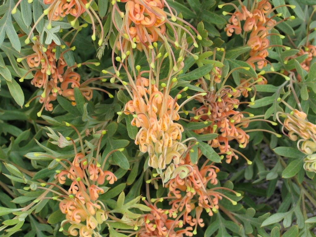 Grevillea 'Amber Blaze' - Ladybird Nursery