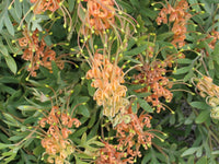 Grevillea 'Amber Blaze'