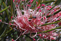 Grevillea 'Aphrodites Dream'
