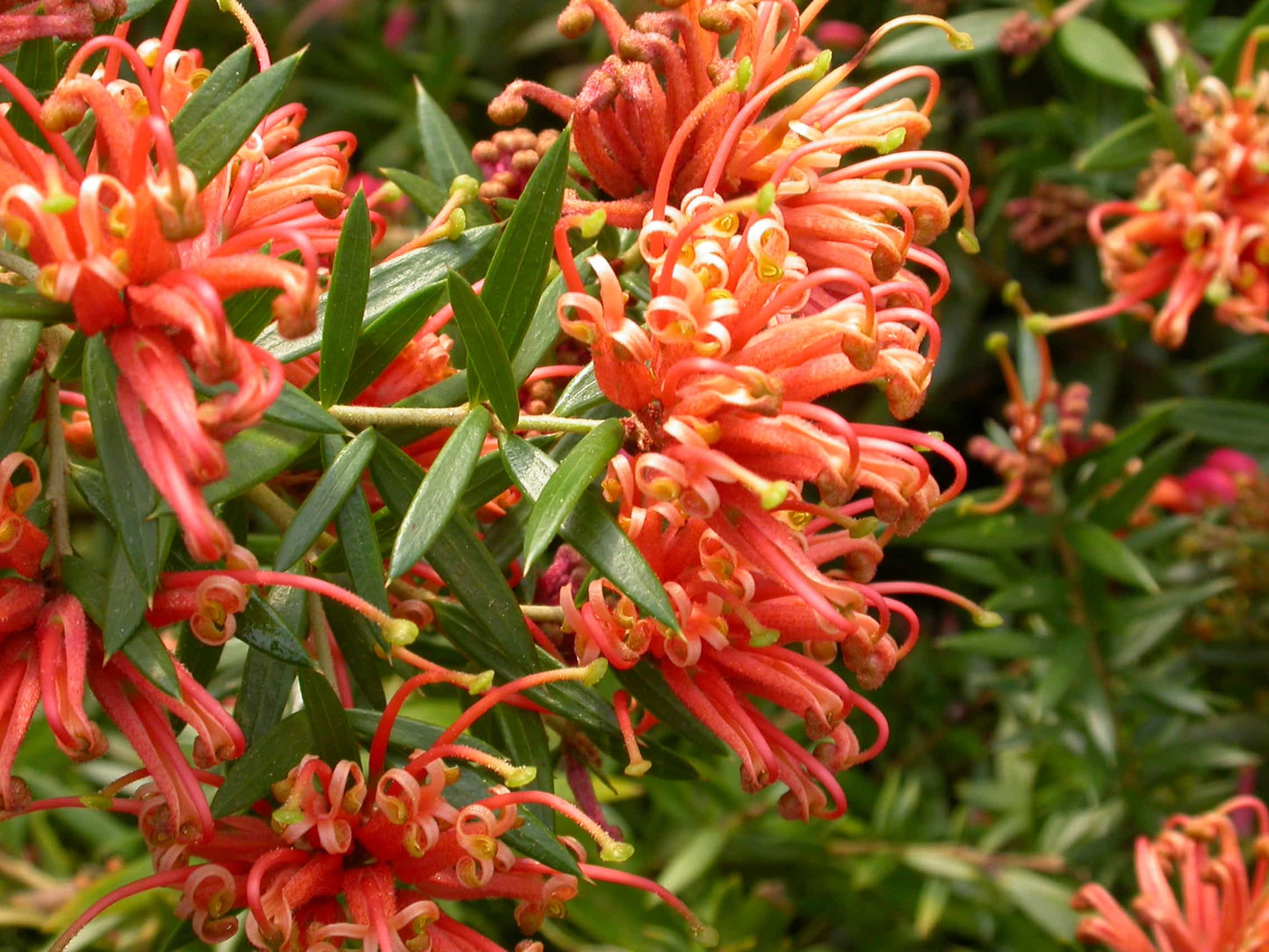 Grevillea 'Apricot Tingle'