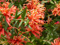 Grevillea 'Apricot Tingle'