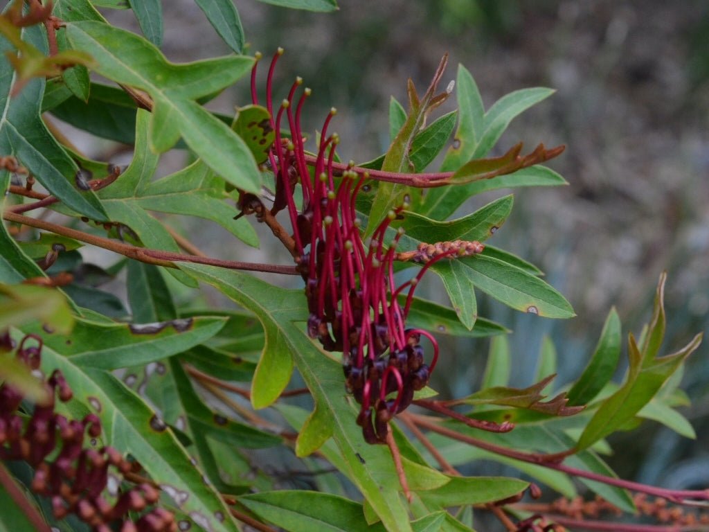 Grevillea Aussie Crawl - Ladybird Nursery