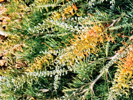 Grevillea Autumn Waterfall