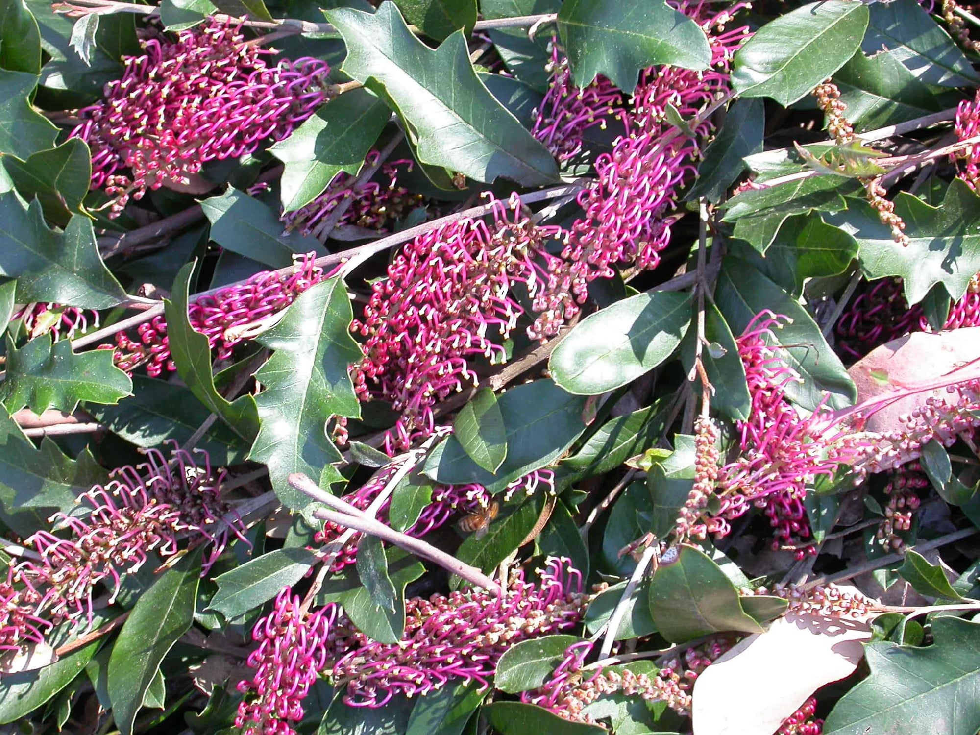 Grevillea Bedspread - Ladybird Nursery