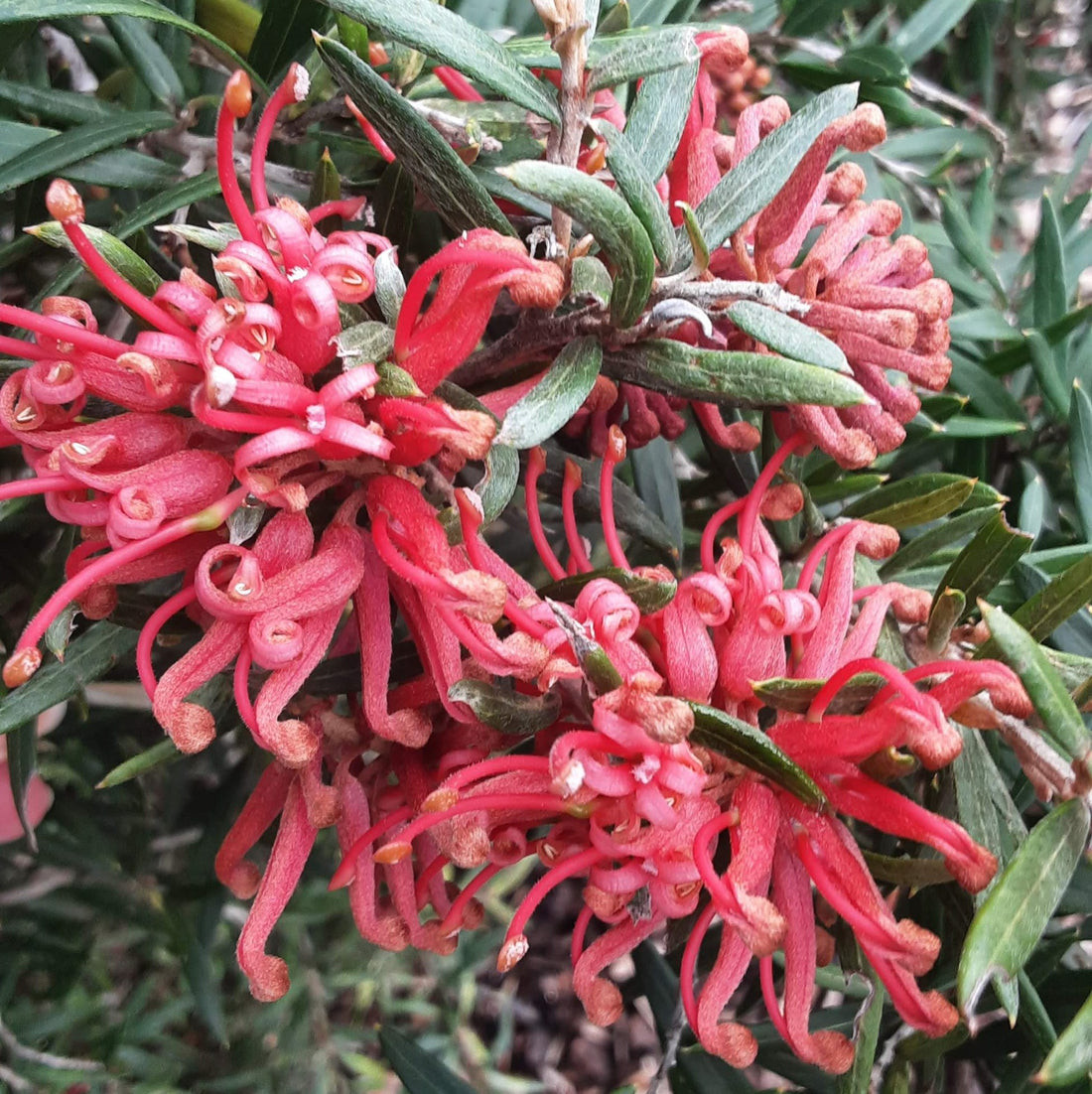Grevillea Big Red - Ladybird Nursery