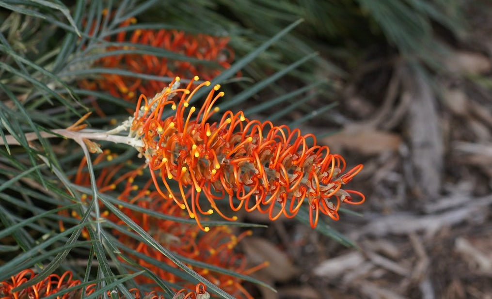 Grevillea Birdsong
