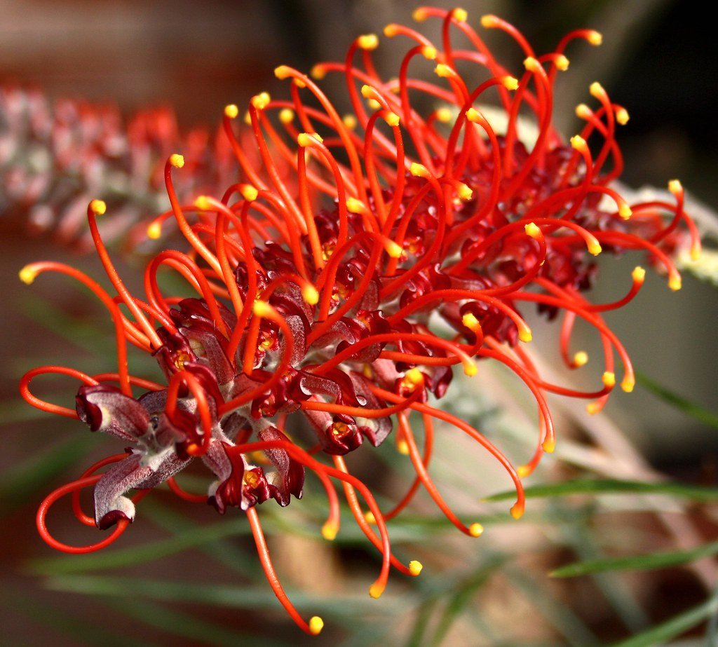 Grevillea Blood Orange (large) 200mm - Ladybird Nursery