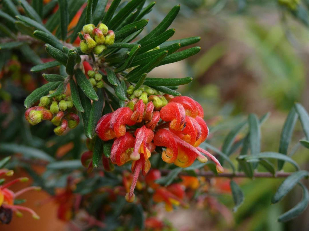 Grevillea Charlies Angel - Ladybird Nursery
