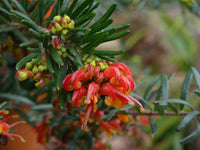 Grevillea Charlies Angel