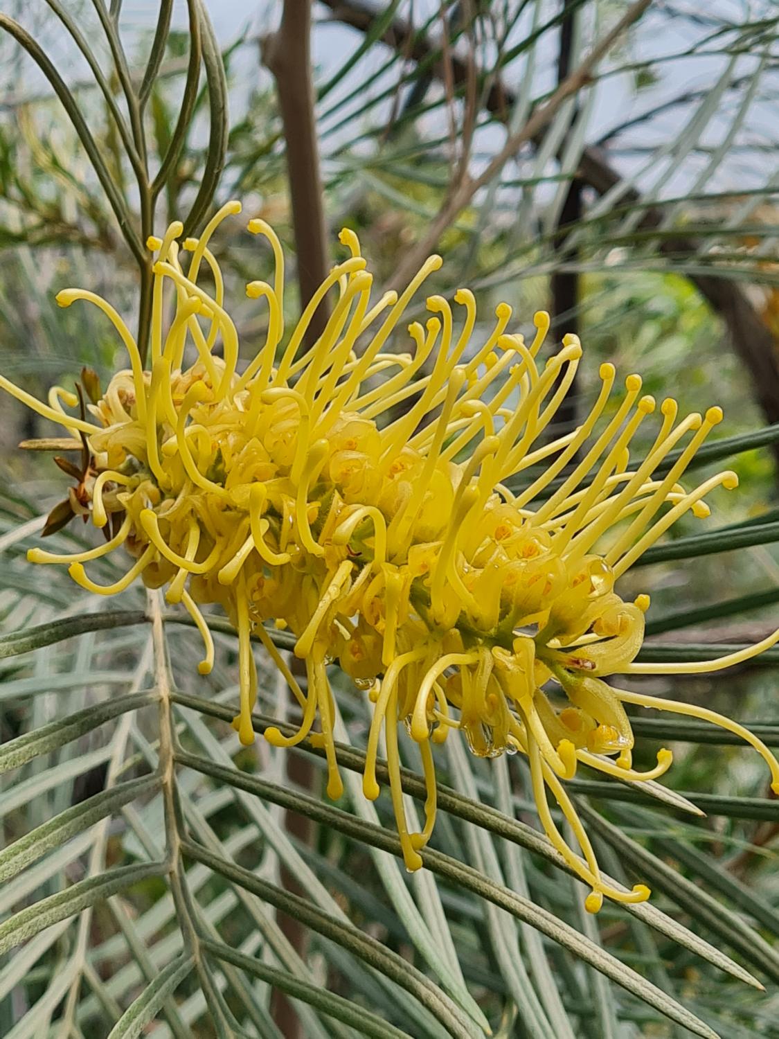Grevillea Coastal Lemon Glimpse - Ladybird Nursery