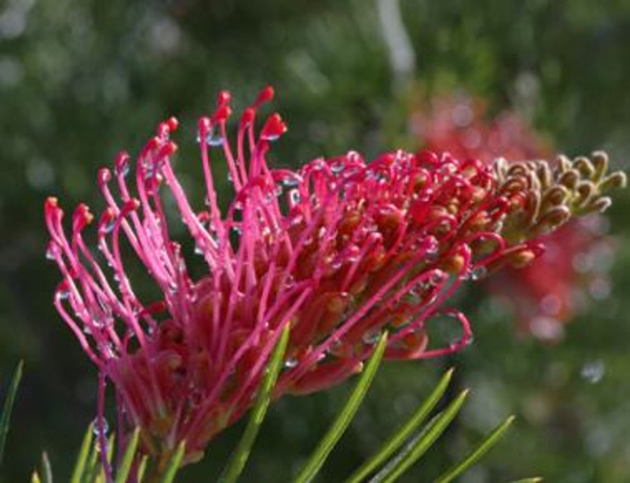 Grevillea Cupids Dream
