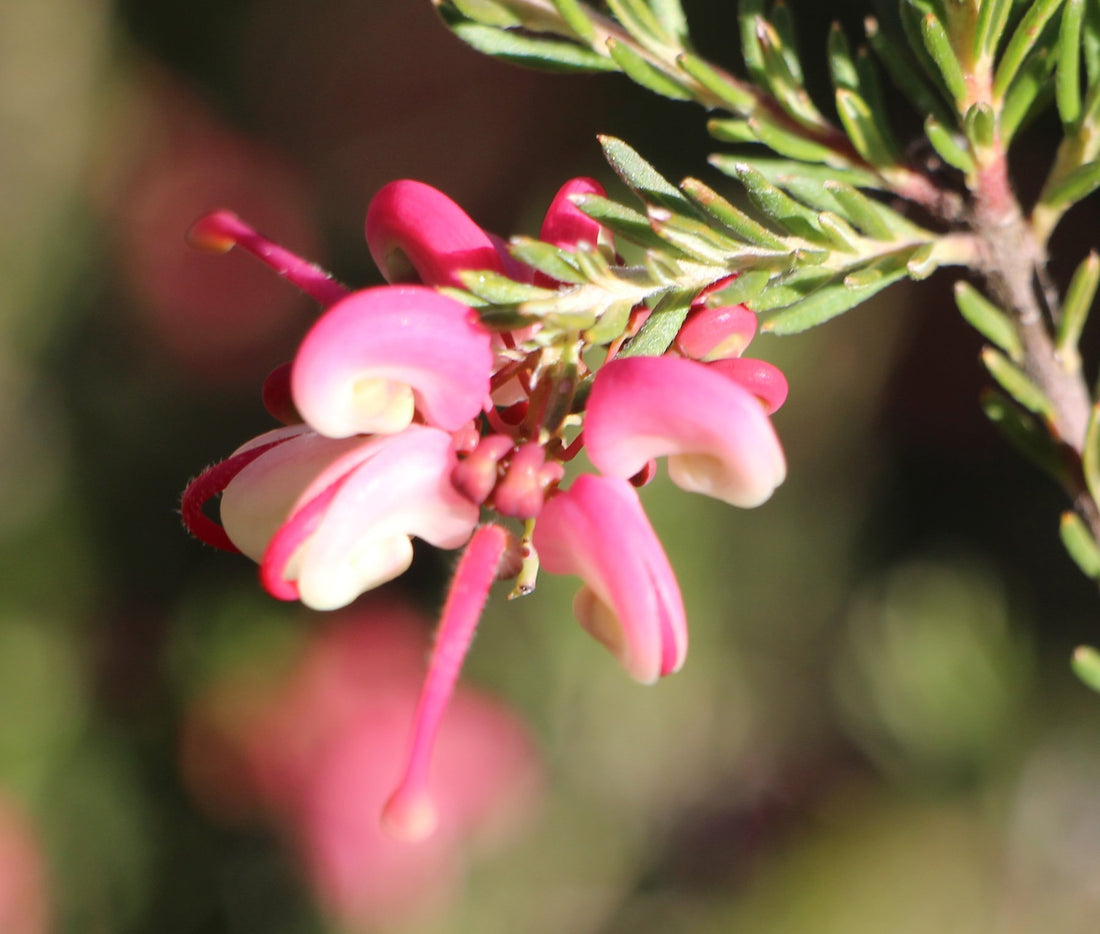 Grevillea Dwarf Greencape (Grevillea lanigera) - Ladybird Nursery