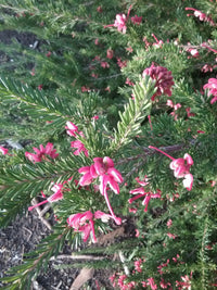 Grevillea Emma Charlotte