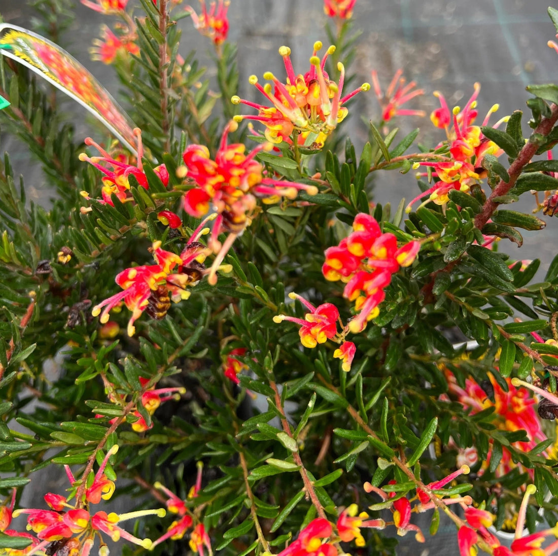 Grevillea Fireworks - Ladybird Nursery