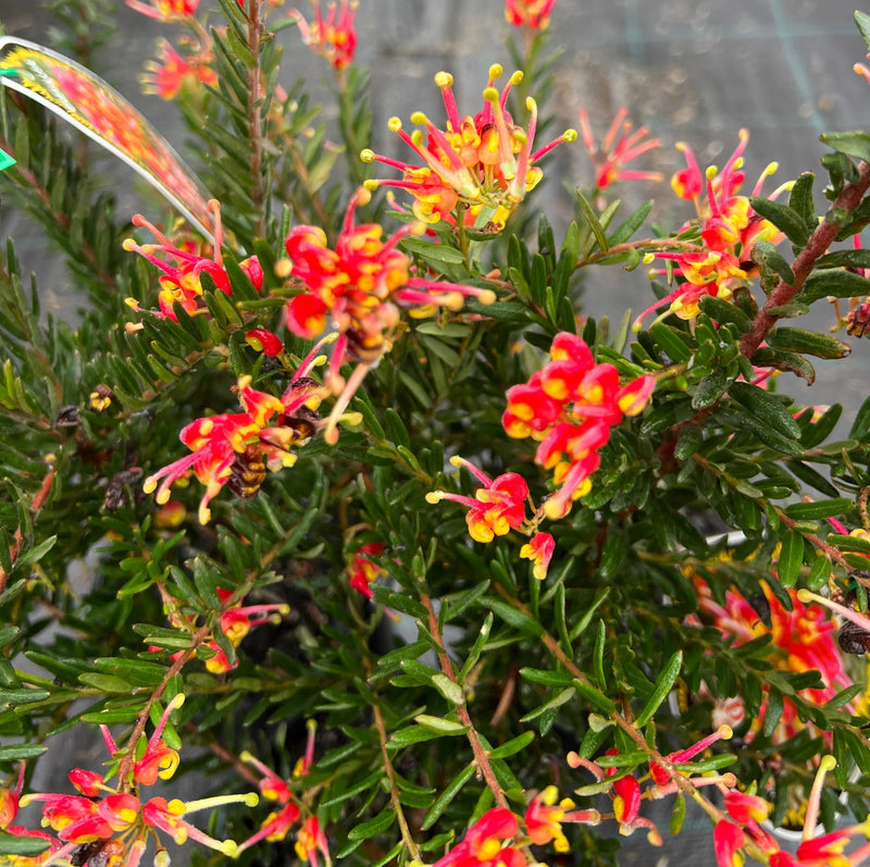 Grevillea Fireworks