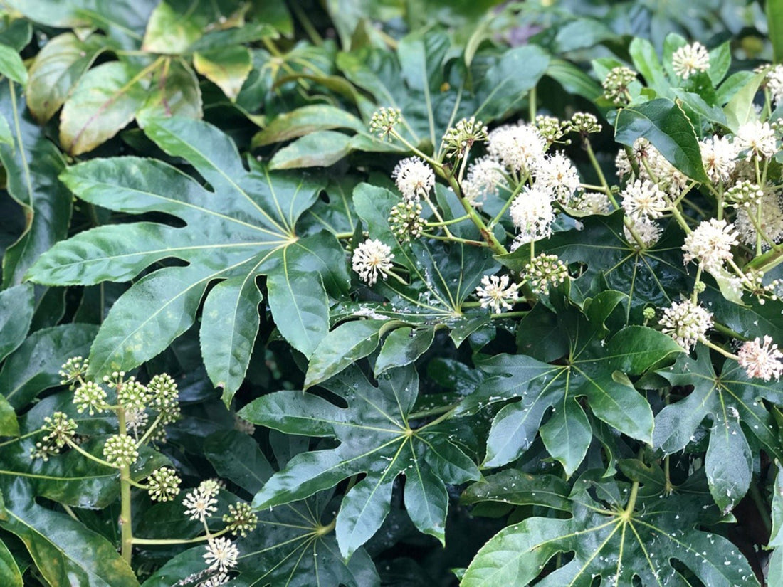 Japanese Aralia (Fatsia japonica) - Ladybird Nursery