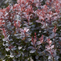 Japanese Barberry atropurpureum Purple (Berberis thunbergii)