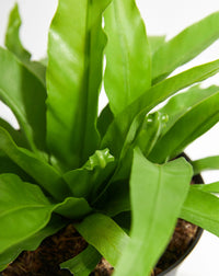Japanese Bird's Nest Fern Hurricane (Asplenium antiquum)