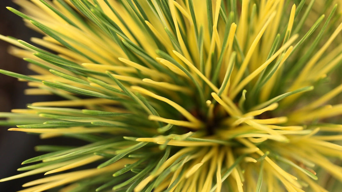 Japanese Black Pine Aocha Nishiki (Pinus thunbergii) - Ladybird Nursery