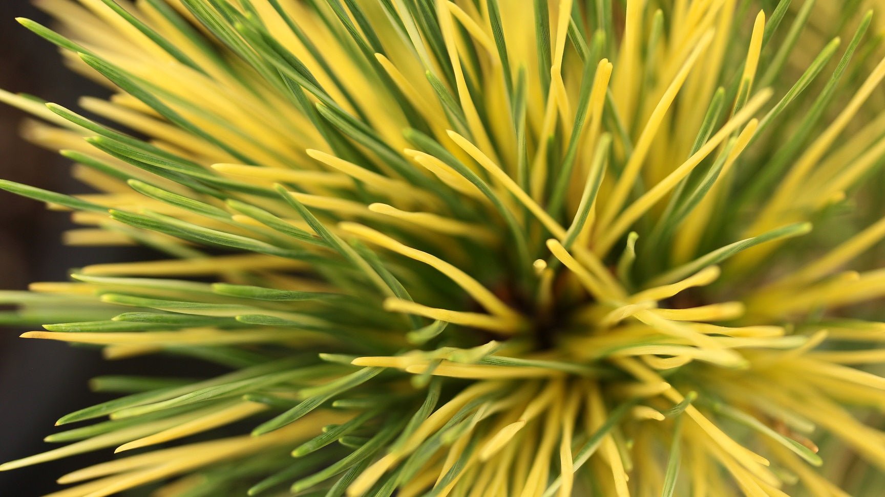 Japanese Black Pine Aocha Nishiki (Pinus thunbergii) - Ladybird Nursery
