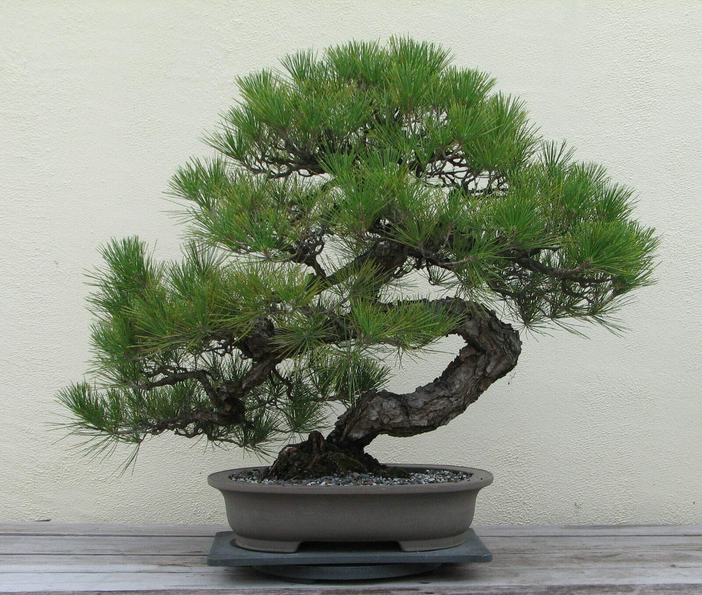 Japanese Black Pine Bonsai Starter (Pinus thunbergii)
