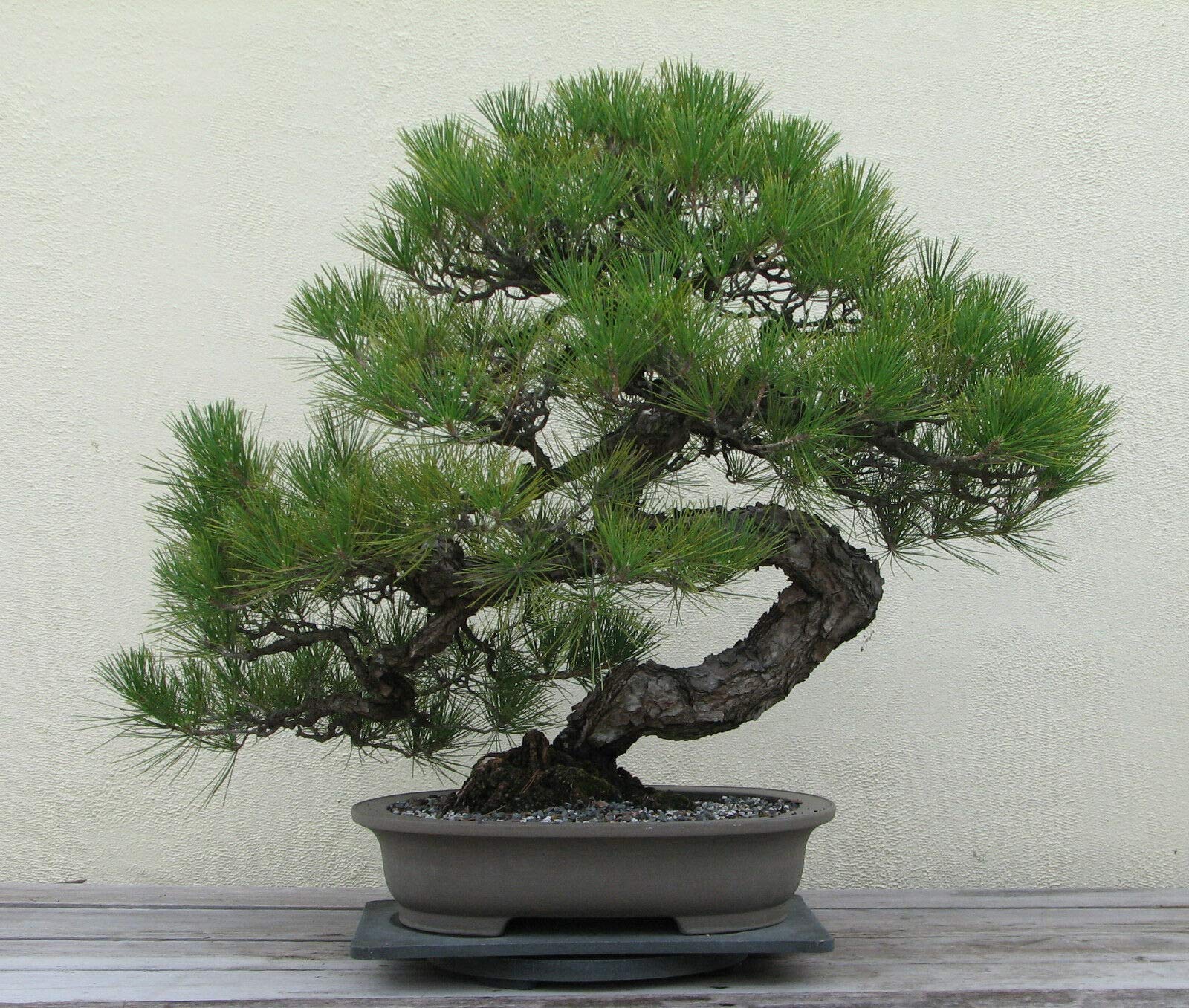 Japanese Black Pine Bonsai Starter (Pinus thunbergii) - Ladybird Nursery