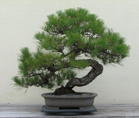 Japanese Black Pine Bonsai Starter (Pinus thunbergii)